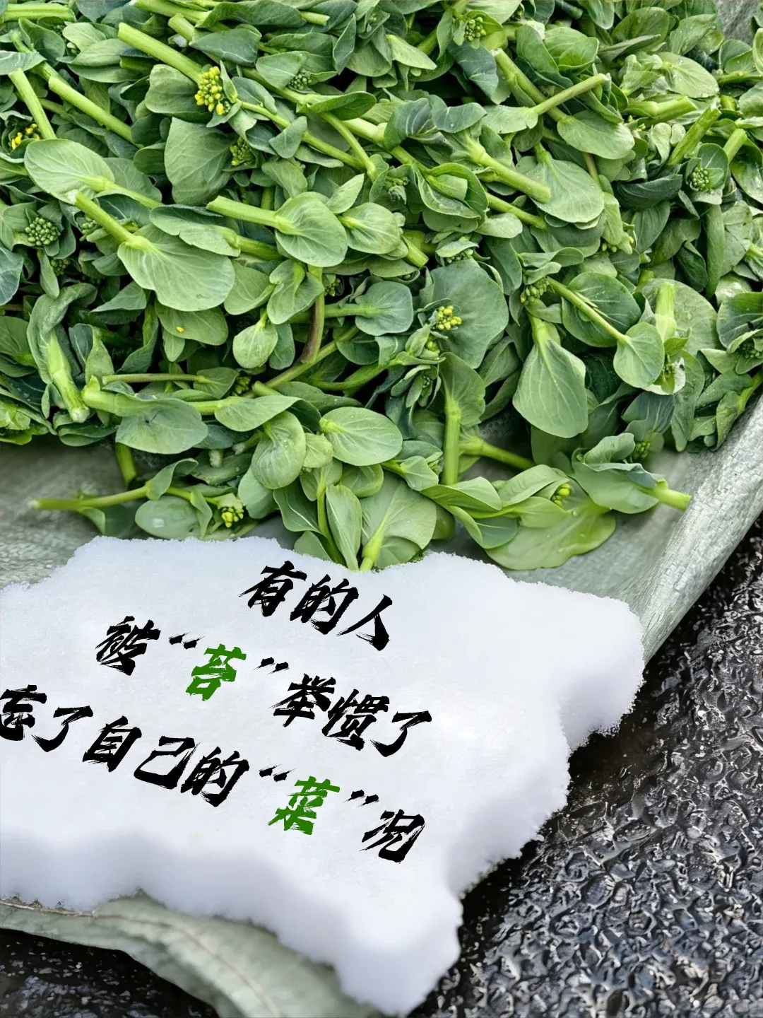 从春菜谐音梗到助贷营销:这波 “菜” 言 “菜” 语文案,直接用(下)