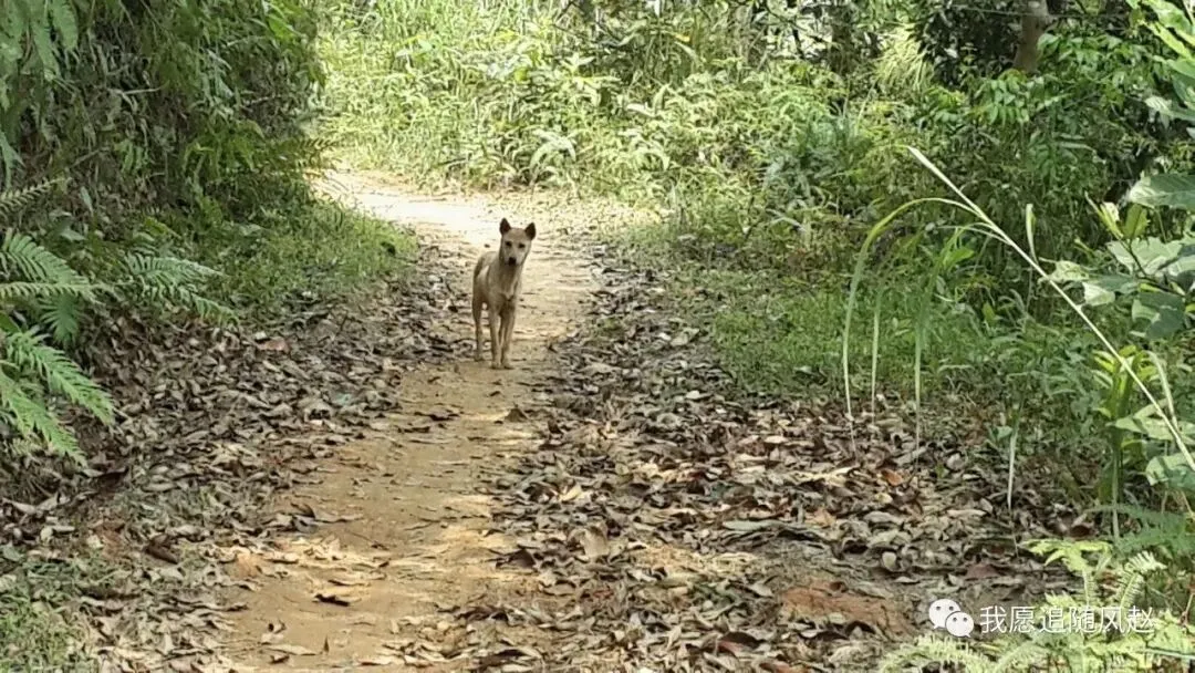 新兴稔村市场-杂记