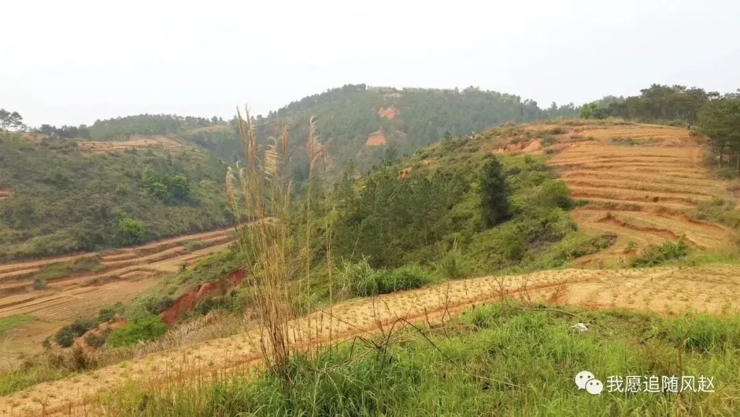 新兴稔村市场-杂记