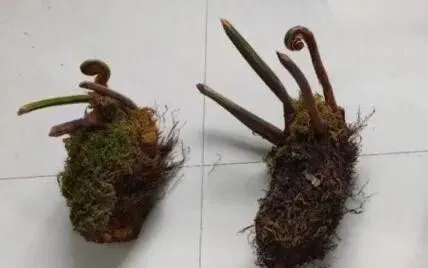 1株也不能卖!云南玉溪农贸市场惊现4株“金毛狗”,涉事小贩被抓