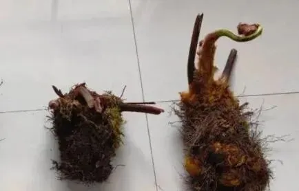 1株也不能卖!云南玉溪农贸市场惊现4株“金毛狗”,涉事小贩被抓