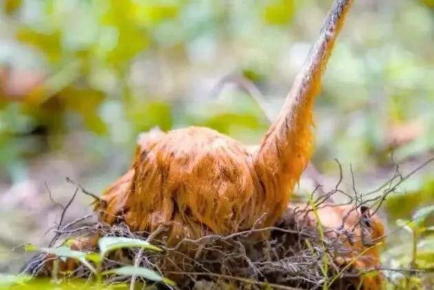 1株也不能卖!云南玉溪农贸市场惊现4株“金毛狗”,涉事小贩被抓