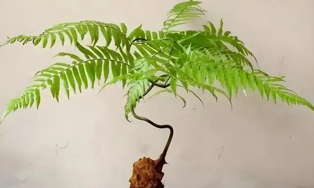 1株也不能卖!云南玉溪农贸市场惊现4株“金毛狗”,涉事小贩被抓