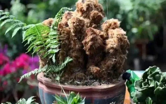 1株也不能卖!云南玉溪农贸市场惊现4株“金毛狗”,涉事小贩被抓