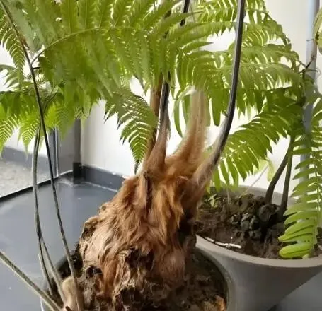 1株也不能卖!云南玉溪农贸市场惊现4株“金毛狗”,涉事小贩被抓