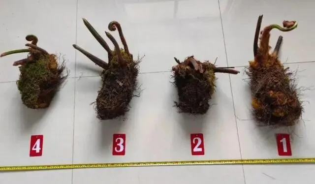 1株也不能卖!云南玉溪农贸市场惊现4株“金毛狗”,涉事小贩被抓