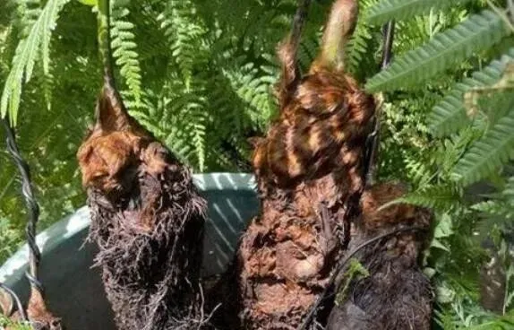 1株也不能卖!云南玉溪农贸市场惊现4株“金毛狗”,涉事小贩被抓