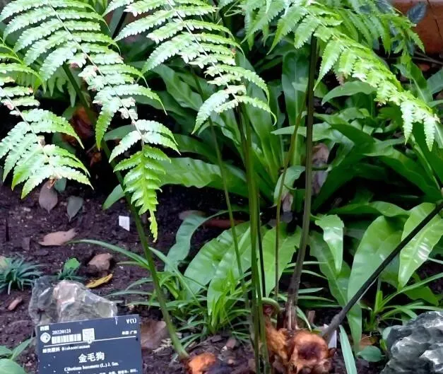 1株也不能卖!云南玉溪农贸市场惊现4株“金毛狗”,涉事小贩被抓