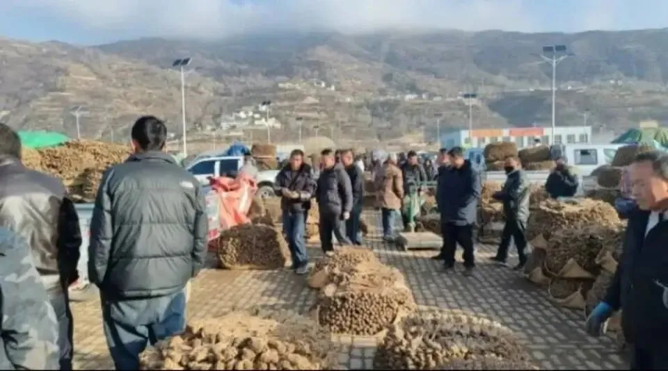 大家好,今日3月29日岷县当归城中药材市场行情详情