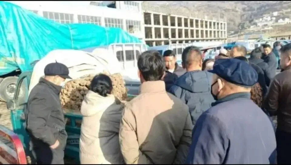 大家好,今日3月29日岷县当归城中药材市场行情详情