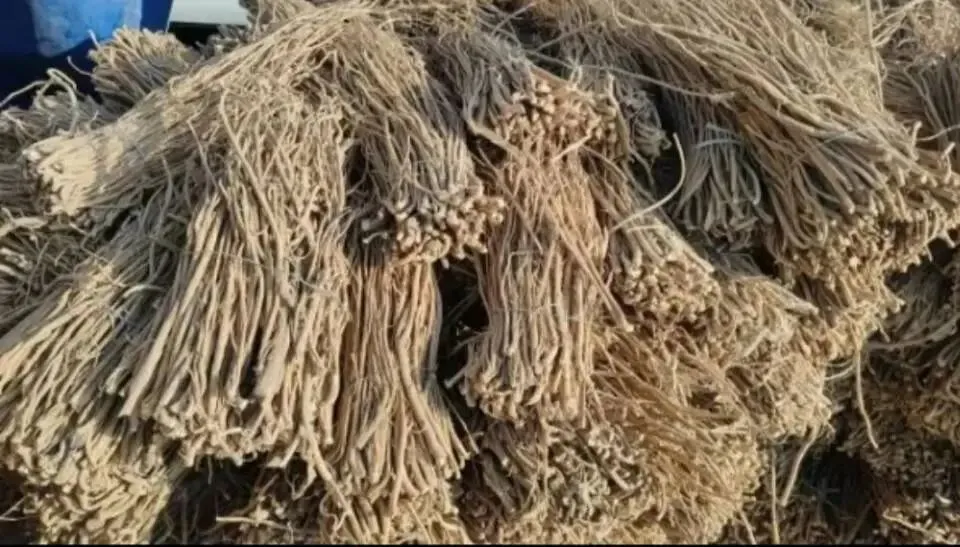 大家好,今日3月29日岷县当归城中药材市场行情详情