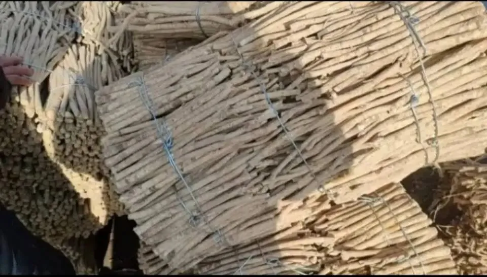 大家好,今日3月29日岷县当归城中药材市场行情详情