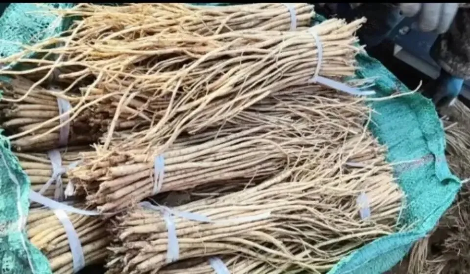 大家好,今日3月29日岷县当归城中药材市场行情详情