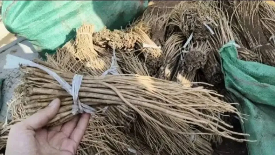 大家好,今日3月29日岷县当归城中药材市场行情详情