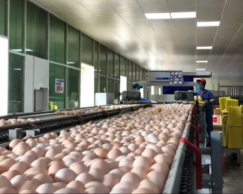 2026年3月29日馆陶金凤市场鸡蛋价格