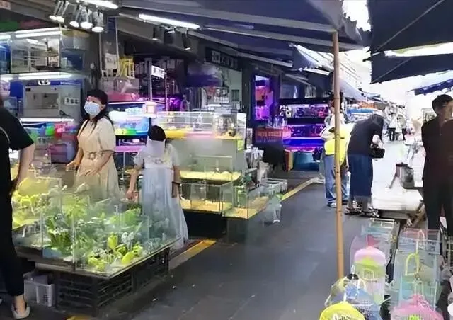 来自合法养育场!四川花鸟市场老板放了1只展示,却被批评教育