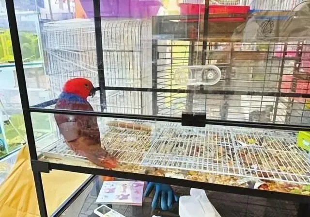 来自合法养育场!四川花鸟市场老板放了1只展示,却被批评教育