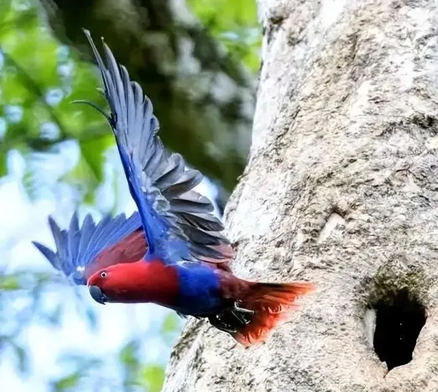 来自合法养育场!四川花鸟市场老板放了1只展示,却被批评教育