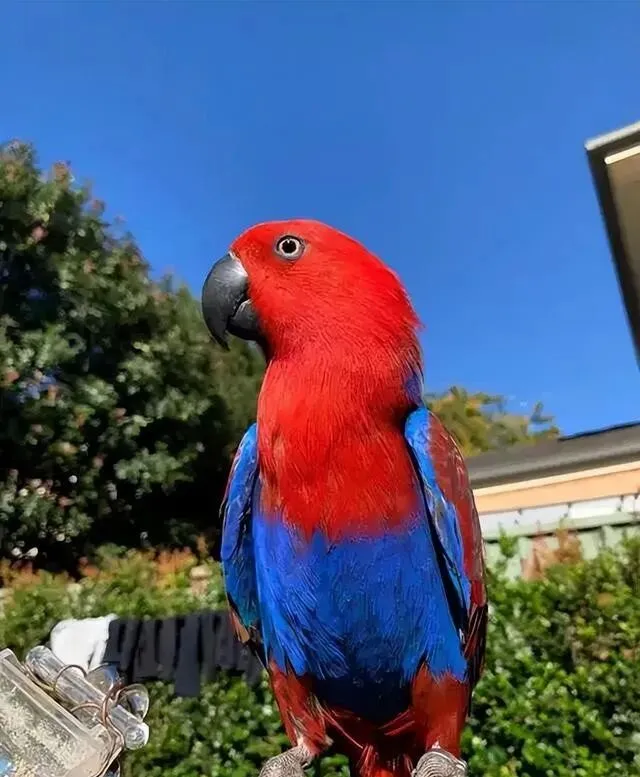 来自合法养育场!四川花鸟市场老板放了1只展示,却被批评教育