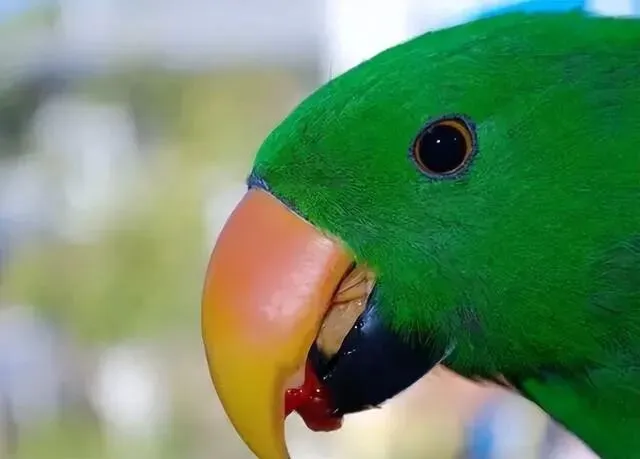 来自合法养育场!四川花鸟市场老板放了1只展示,却被批评教育