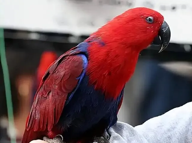 来自合法养育场!四川花鸟市场老板放了1只展示,却被批评教育