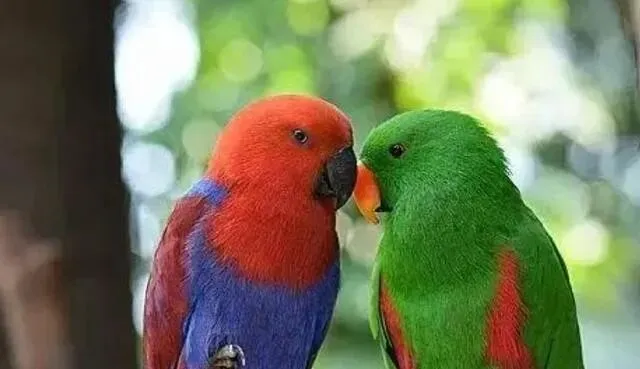 来自合法养育场!四川花鸟市场老板放了1只展示,却被批评教育