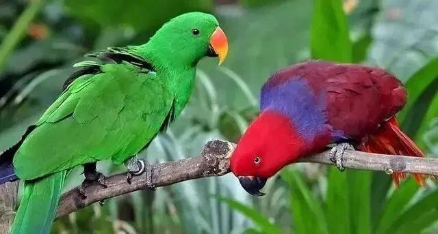 来自合法养育场!四川花鸟市场老板放了1只展示,却被批评教育