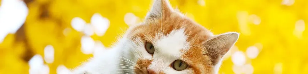 宠物拟人化营销调研,我们这样做!