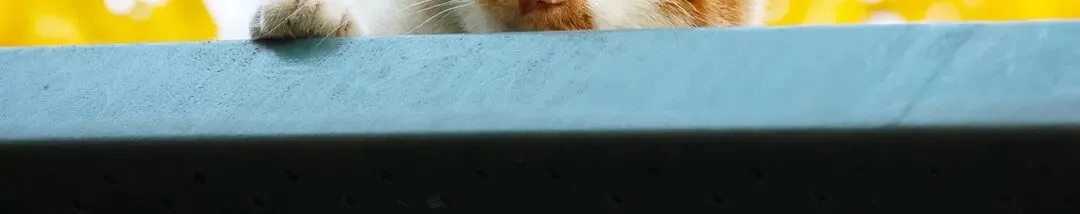 宠物拟人化营销调研,我们这样做!