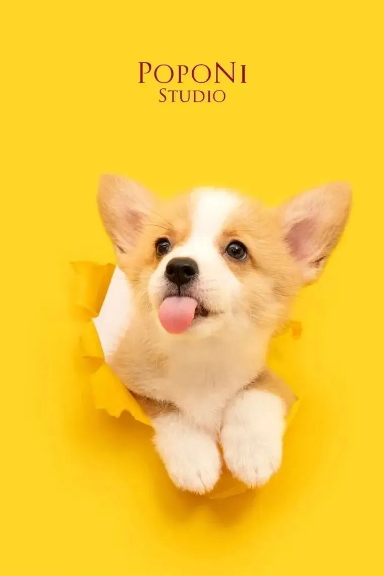 宠物拟人化营销调研,我们这样做!