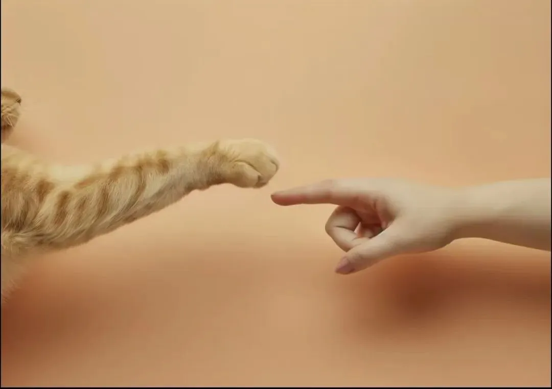 宠物拟人化营销调研,我们这样做!