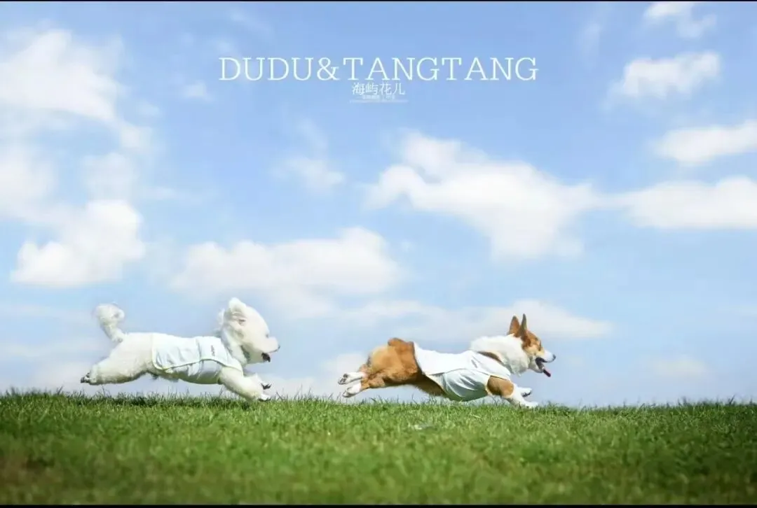 宠物拟人化营销调研,我们这样做!