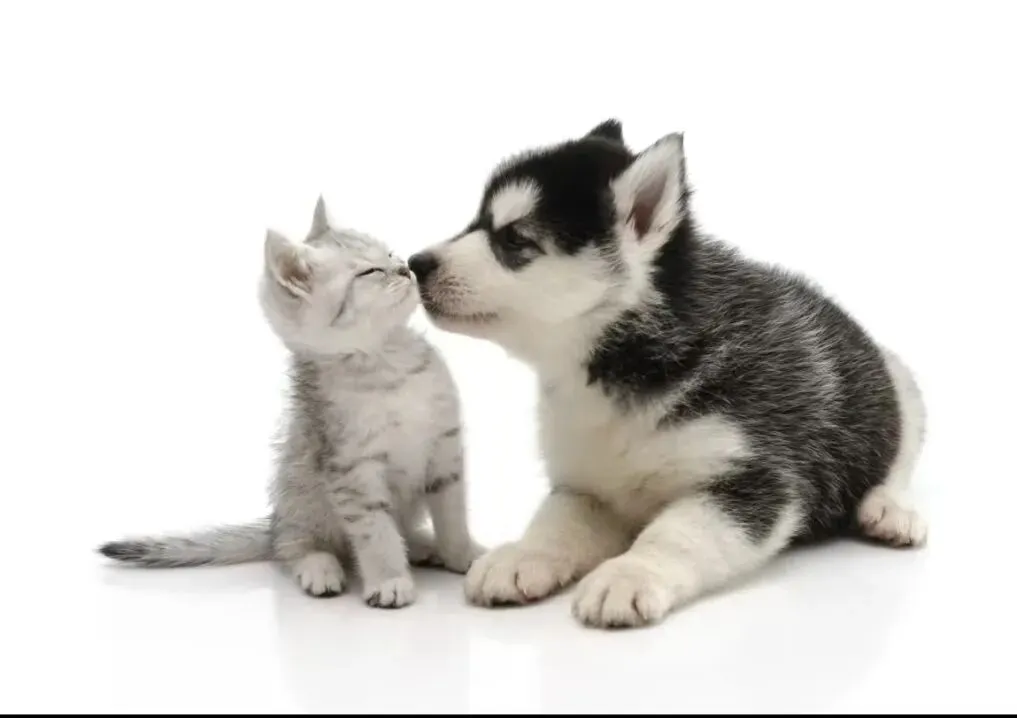 宠物拟人化营销调研,我们这样做!