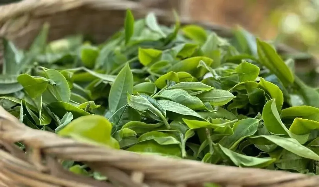 茶叶市场逛了一上午,我空着手出来的