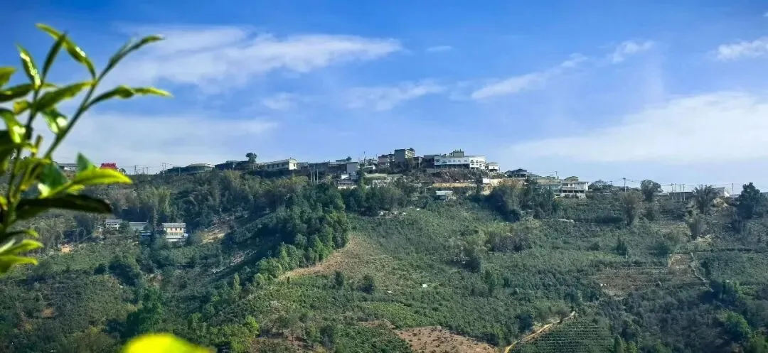 茶叶市场逛了一上午,我空着手出来的