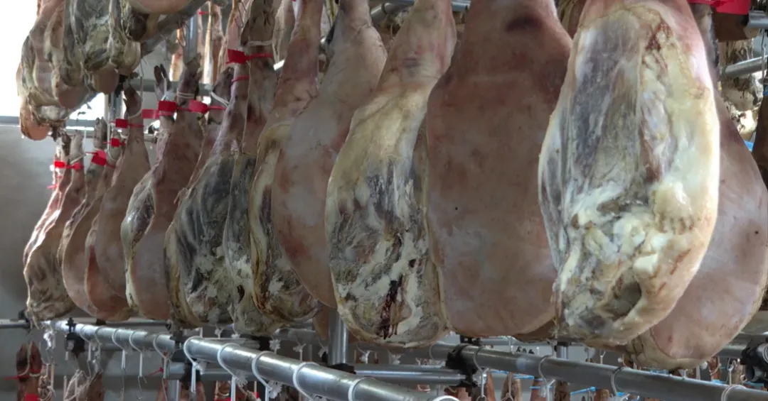 自然风味“链”上市场!巍山彝家黑猪跑出产业振兴加速度