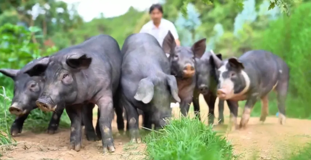 自然风味“链”上市场!巍山彝家黑猪跑出产业振兴加速度