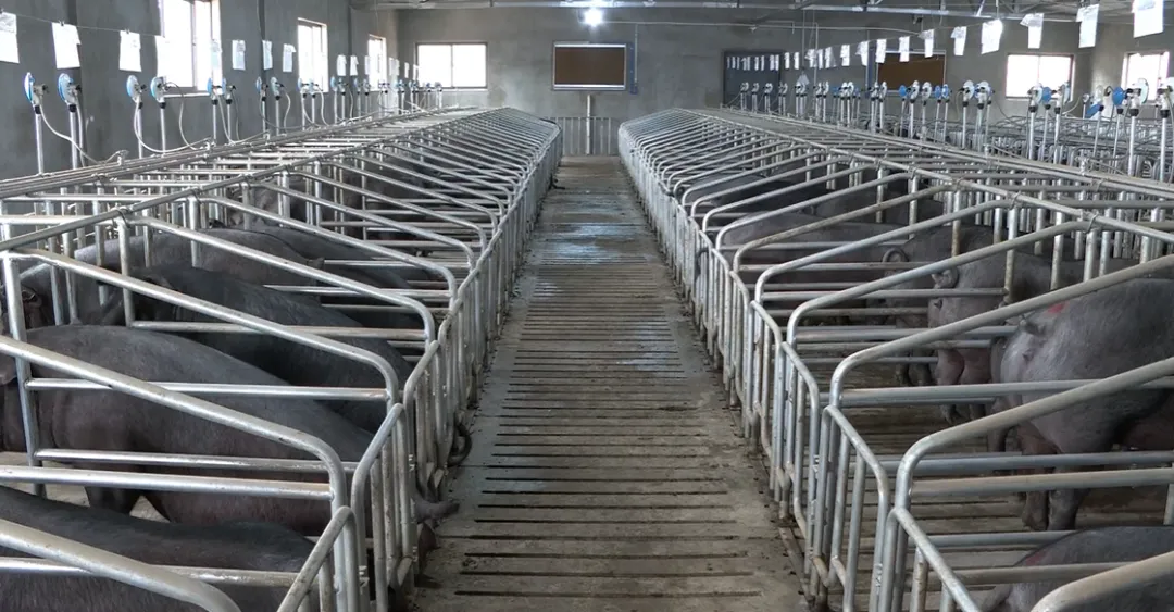 自然风味“链”上市场!巍山彝家黑猪跑出产业振兴加速度