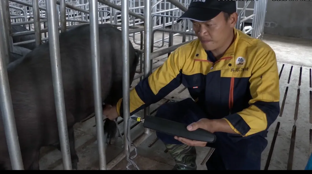 自然风味“链”上市场!巍山彝家黑猪跑出产业振兴加速度