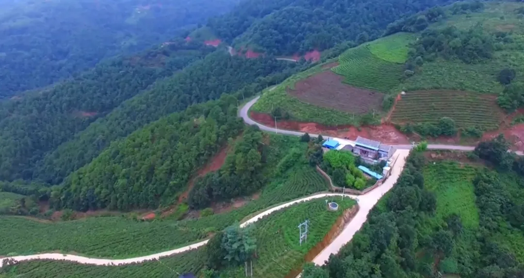 自然风味“链”上市场!巍山彝家黑猪跑出产业振兴加速度