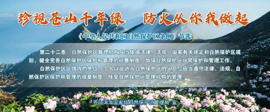 自然风味“链”上市场!巍山彝家黑猪跑出产业振兴加速度