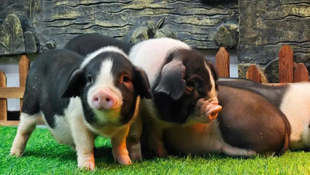 【1024·市场】猪价跌破5元,创历史新低