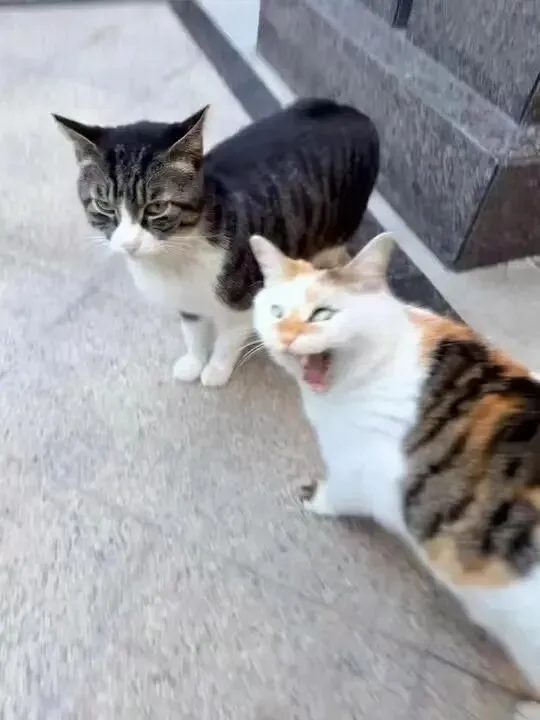 周末政策消息都平淡,a股市场明天开盘也在平静节奏中