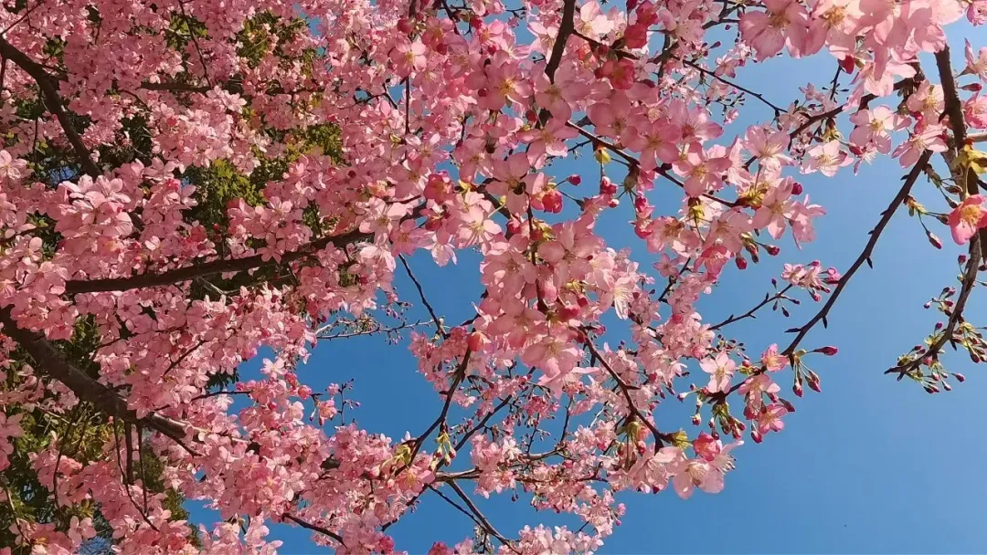冷水江市市场监督管理局关于规范成品油市场价格行为的提醒告诫书