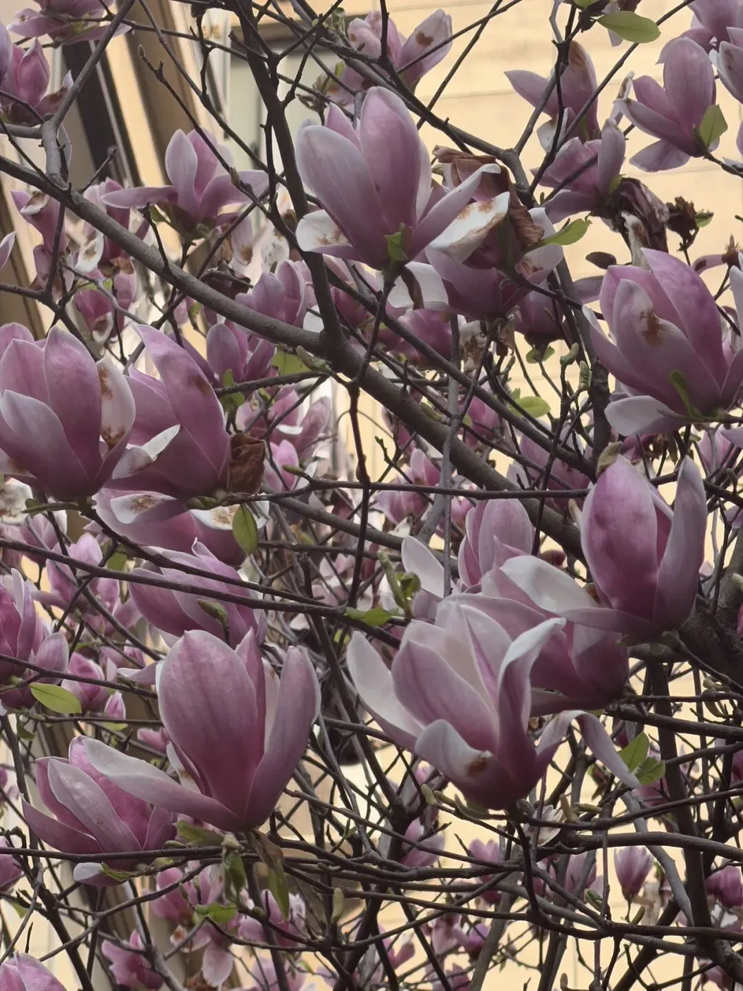 残酷如自由市场