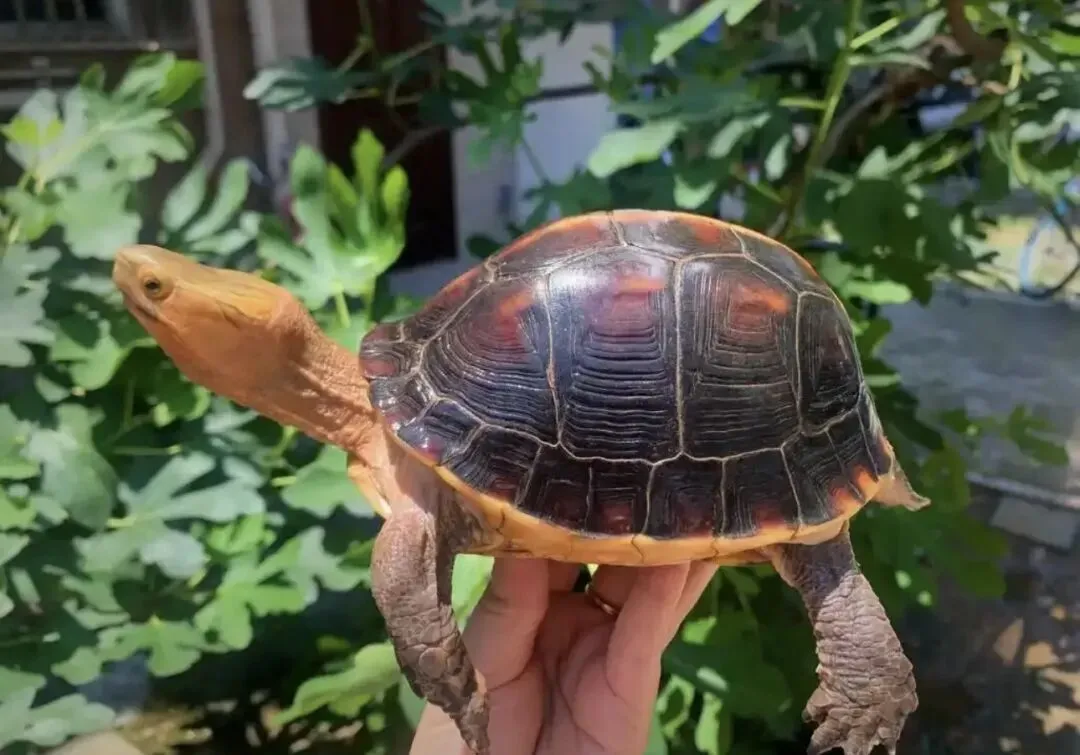 万年真香的黄缘闭壳龟,为何可以在玩家市场屹立不倒?