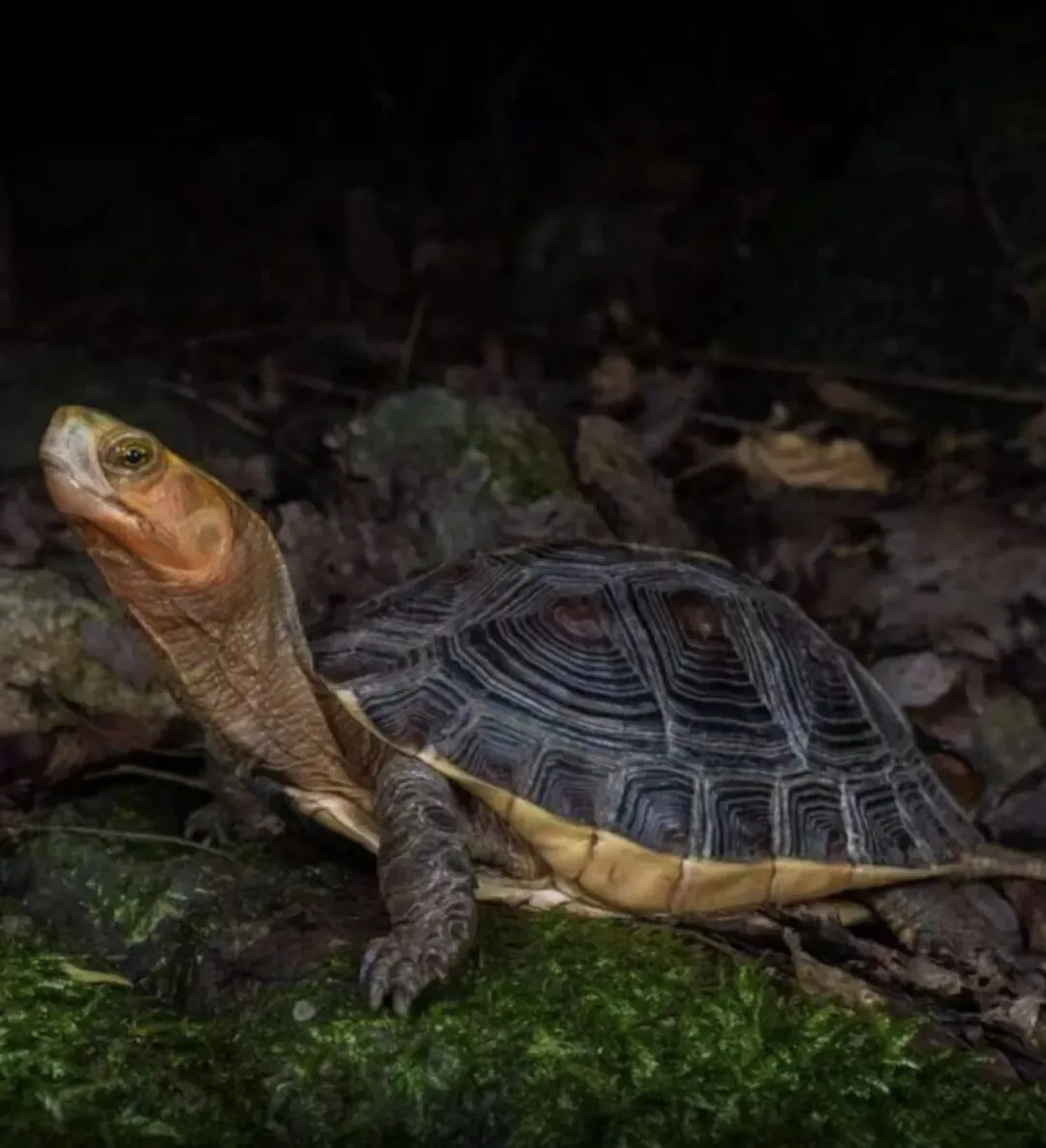 万年真香的黄缘闭壳龟,为何可以在玩家市场屹立不倒?