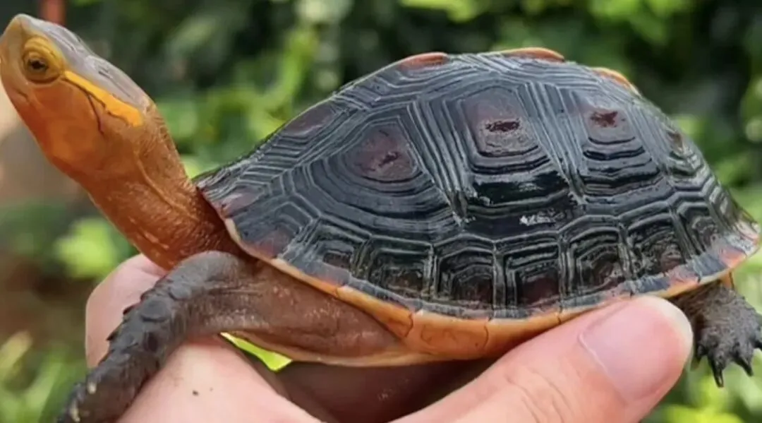 万年真香的黄缘闭壳龟,为何可以在玩家市场屹立不倒?