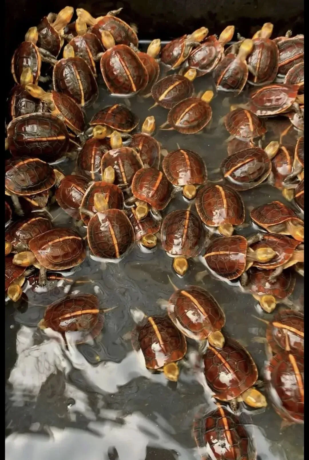 万年真香的黄缘闭壳龟,为何可以在玩家市场屹立不倒?