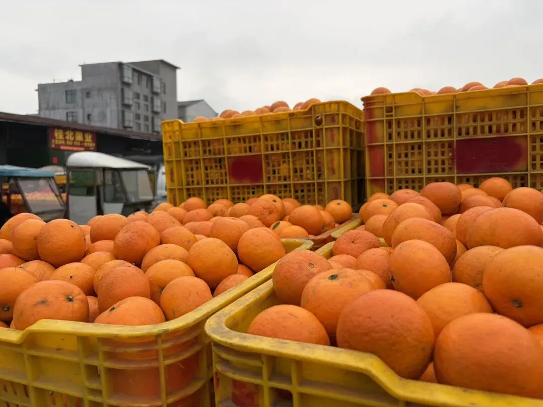 桂北水果交易市场|沃柑百家货:一口自然甜,百家匠心造